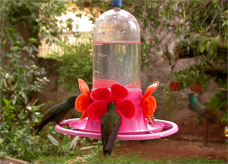 kolibřík safírový - ML611544180