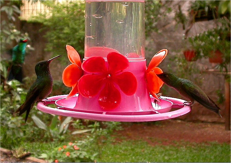 kolibřík safírový - ML611544181