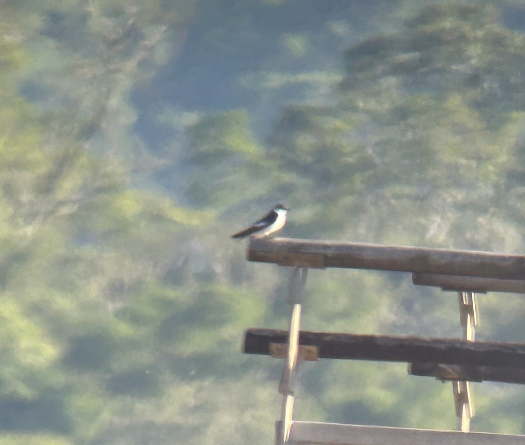 White-winged Swallow - ML611544220