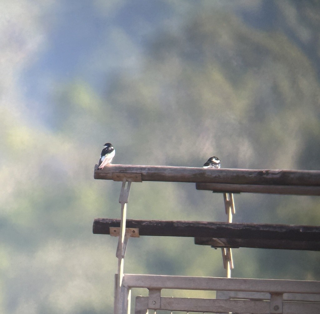 White-winged Swallow - Sam Darmstadt