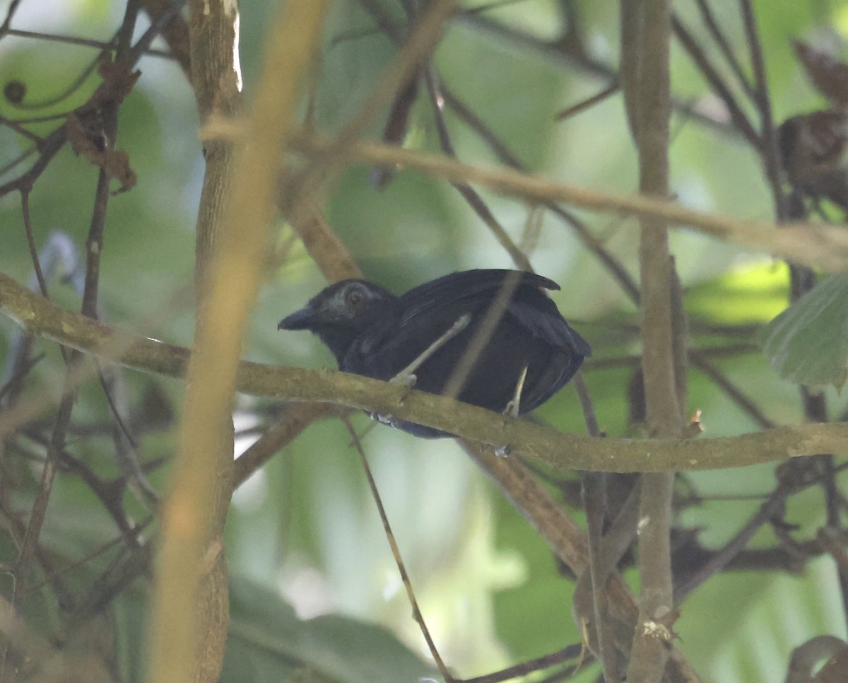 White-shouldered Antbird - ML611544223