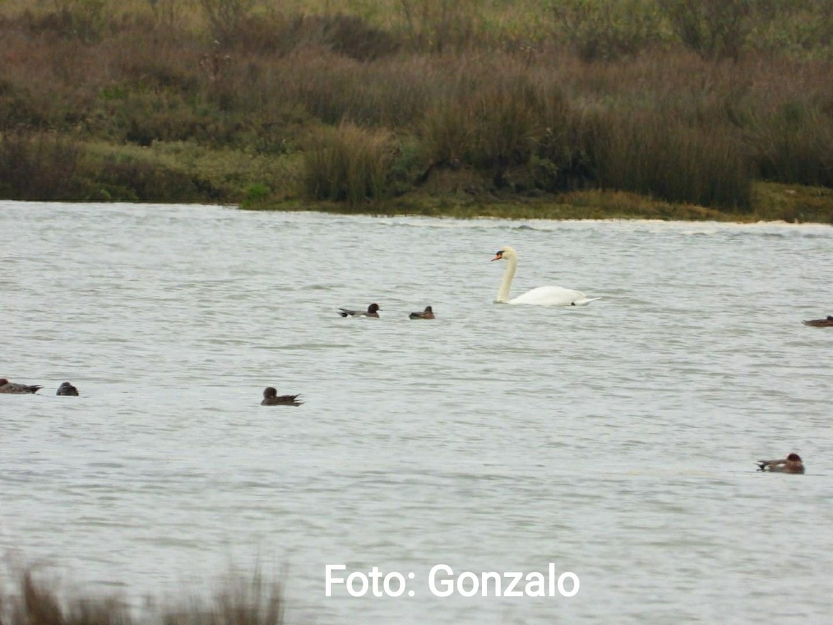 Mute Swan - ML611544255