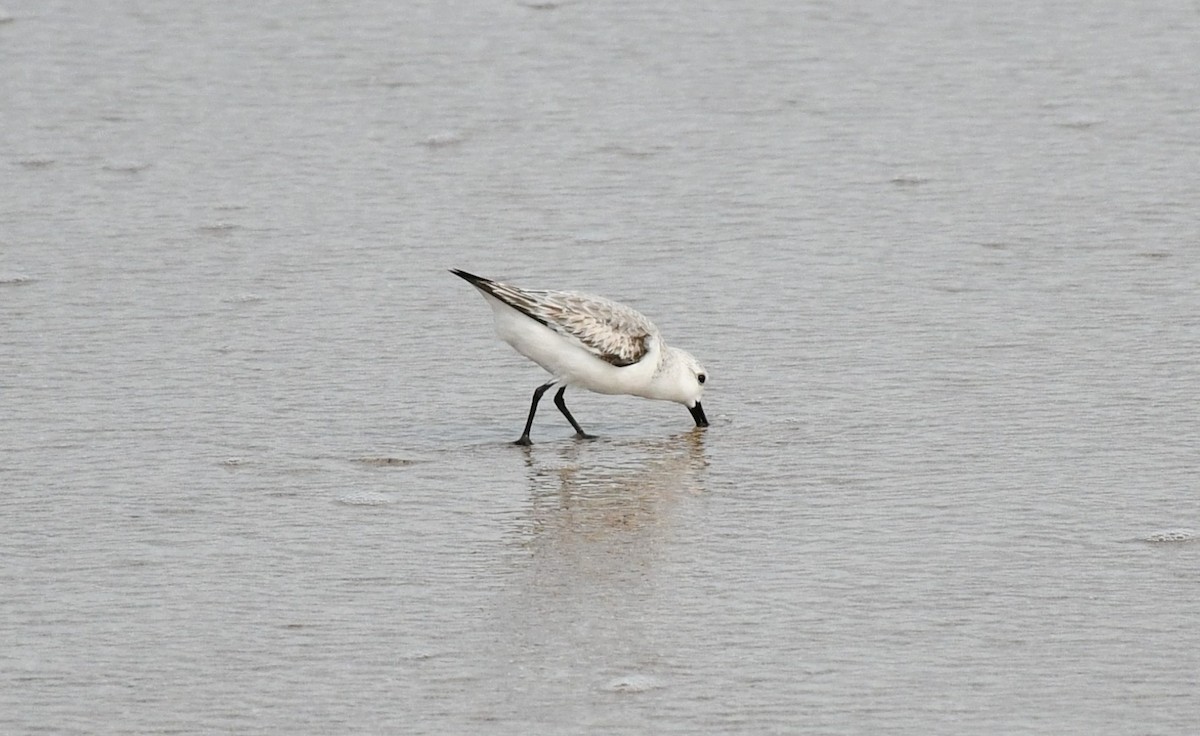 Sanderling - ML611544263