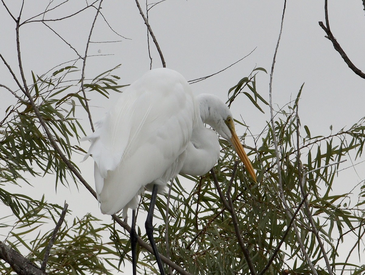 Great Egret - Rhonda Desormeaux