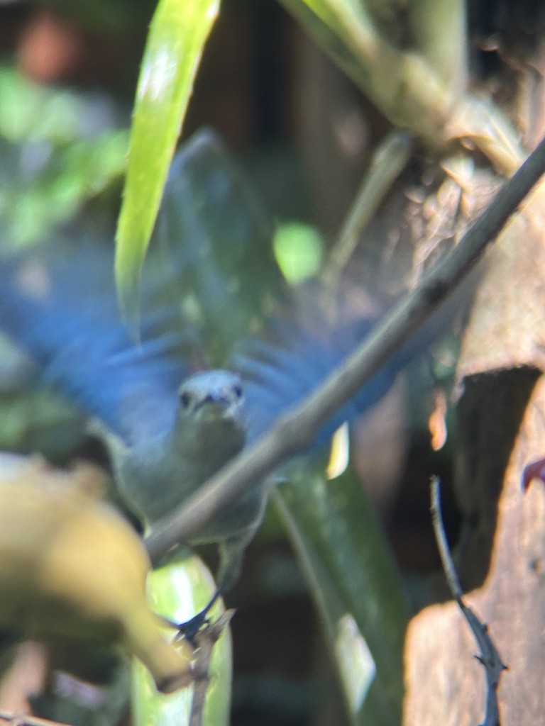 Sayaca Tanager - Sam Darmstadt