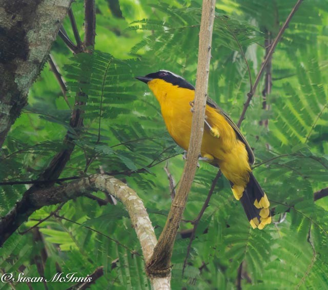 Many-colored Bushshrike - Susan Mac