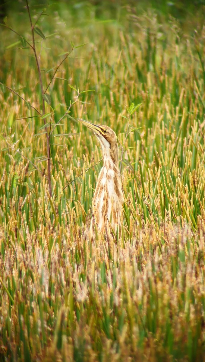 American Bittern - ML611544439