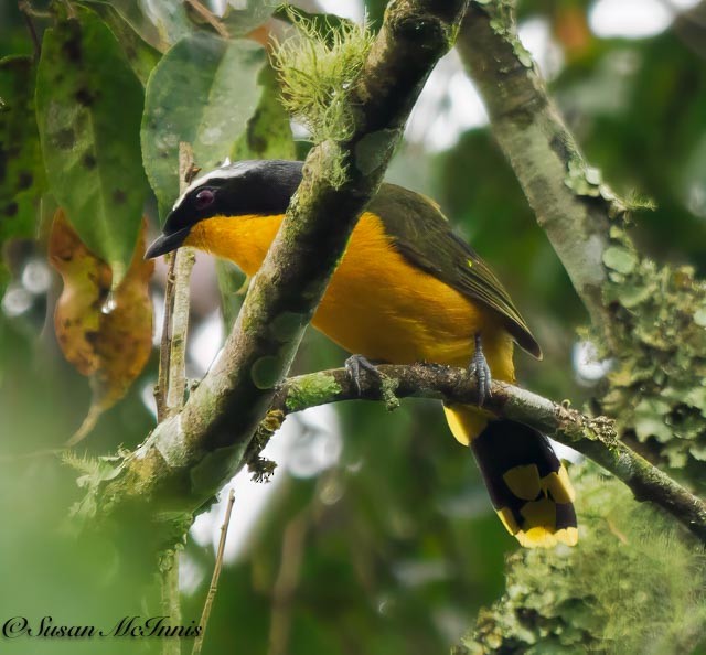 Many-colored Bushshrike - ML611544517