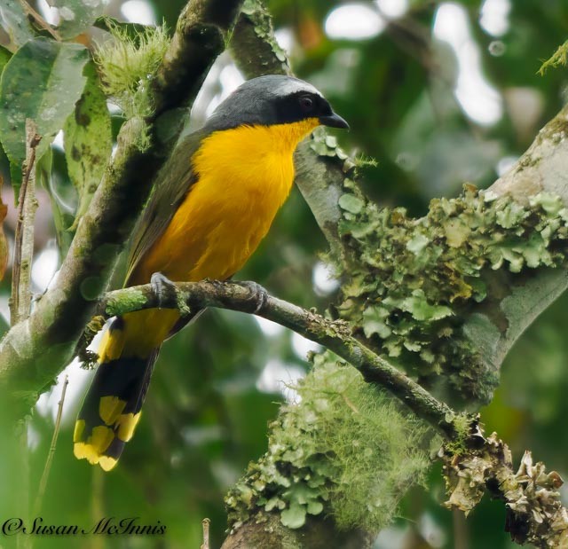 Many-colored Bushshrike - ML611544544