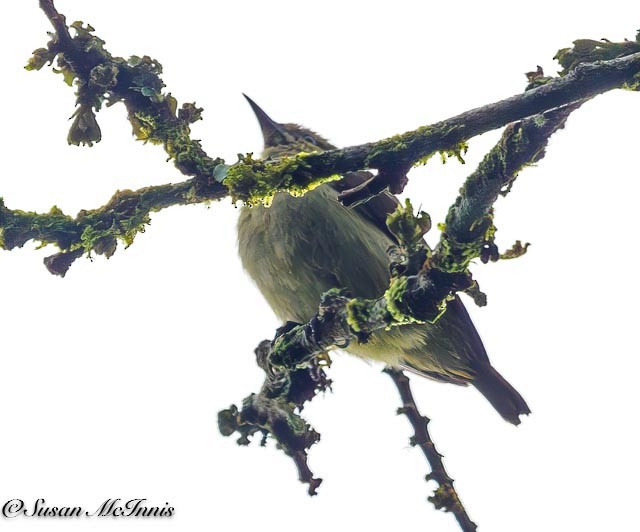 Little Green Sunbird - Susan Mac