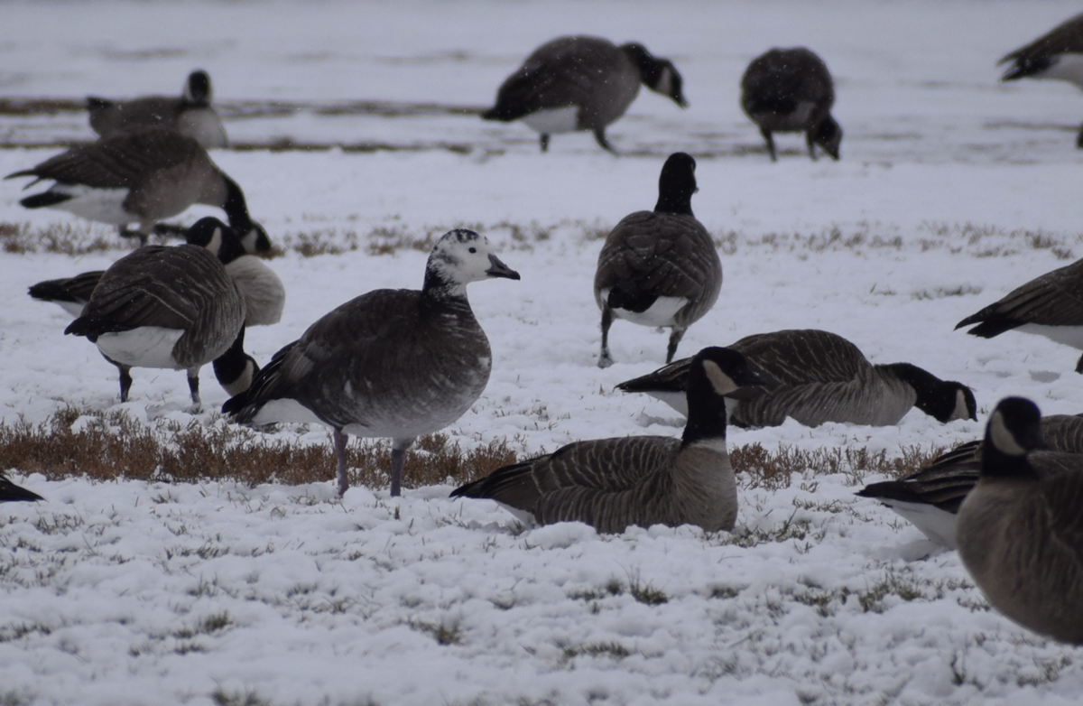 Snow x Cackling Goose (hybrid) - ML611544636