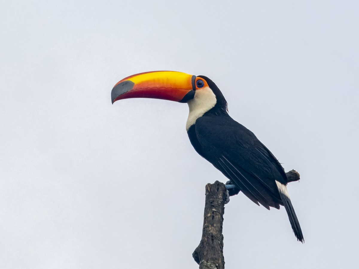 Toco Toucan - ML611544645