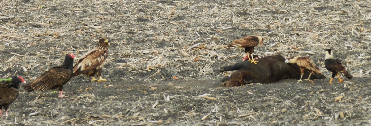 Bald Eagle - ML611544662