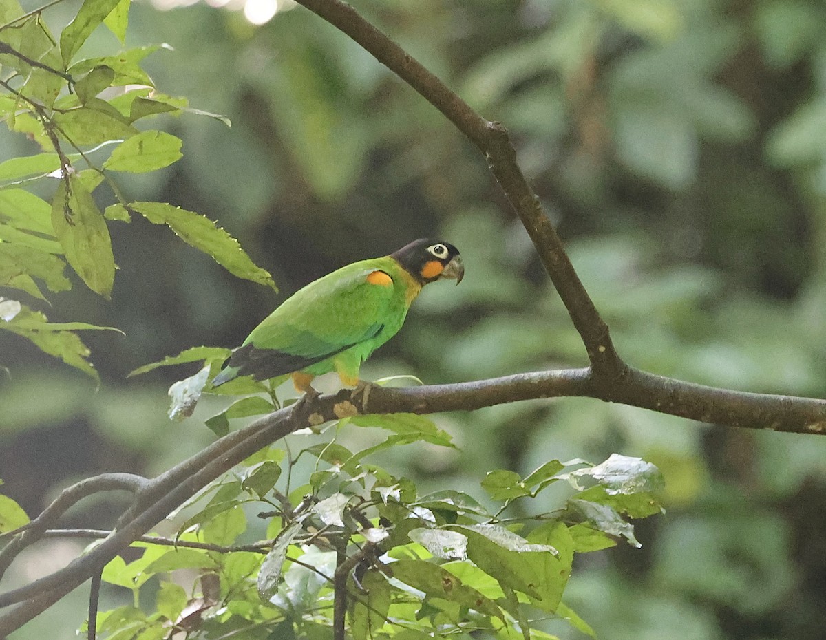 Orange-cheeked Parrot - ML611544699