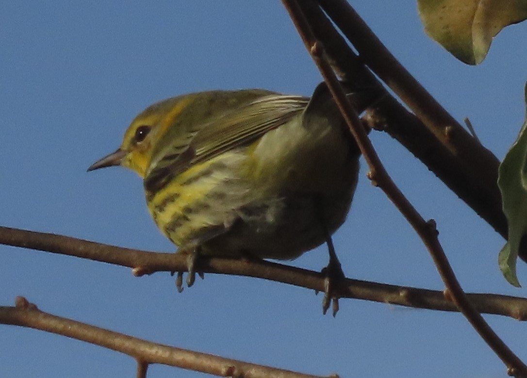 Cape May Warbler - Robo Bette