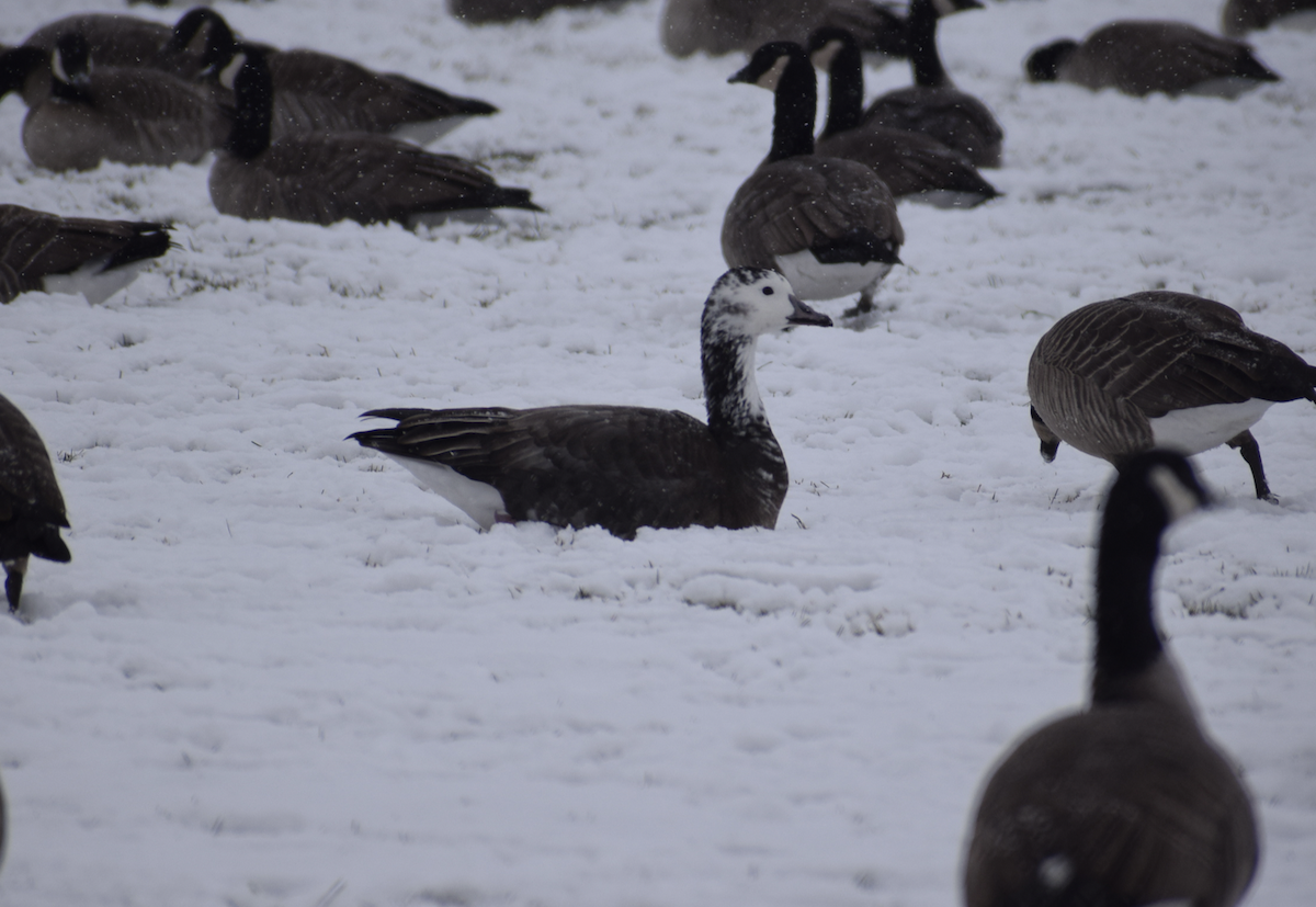 Snow x Cackling Goose (hybrid) - ML611544734