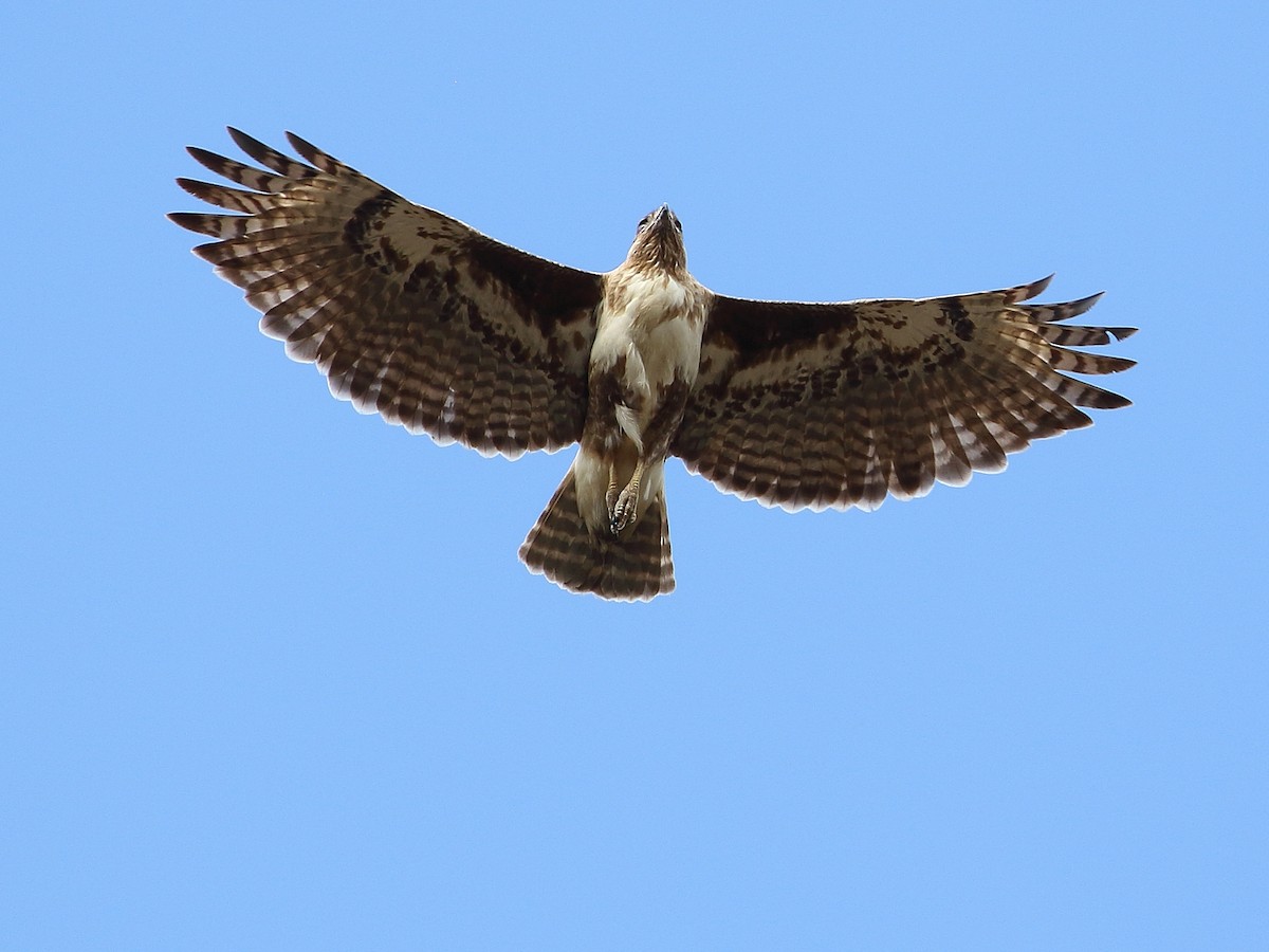 Madagascar Buzzard - ML611544748