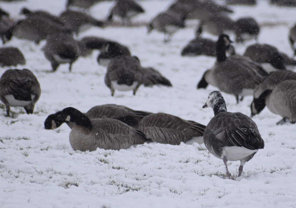 Snow x Cackling Goose (hybrid) - ML611544751
