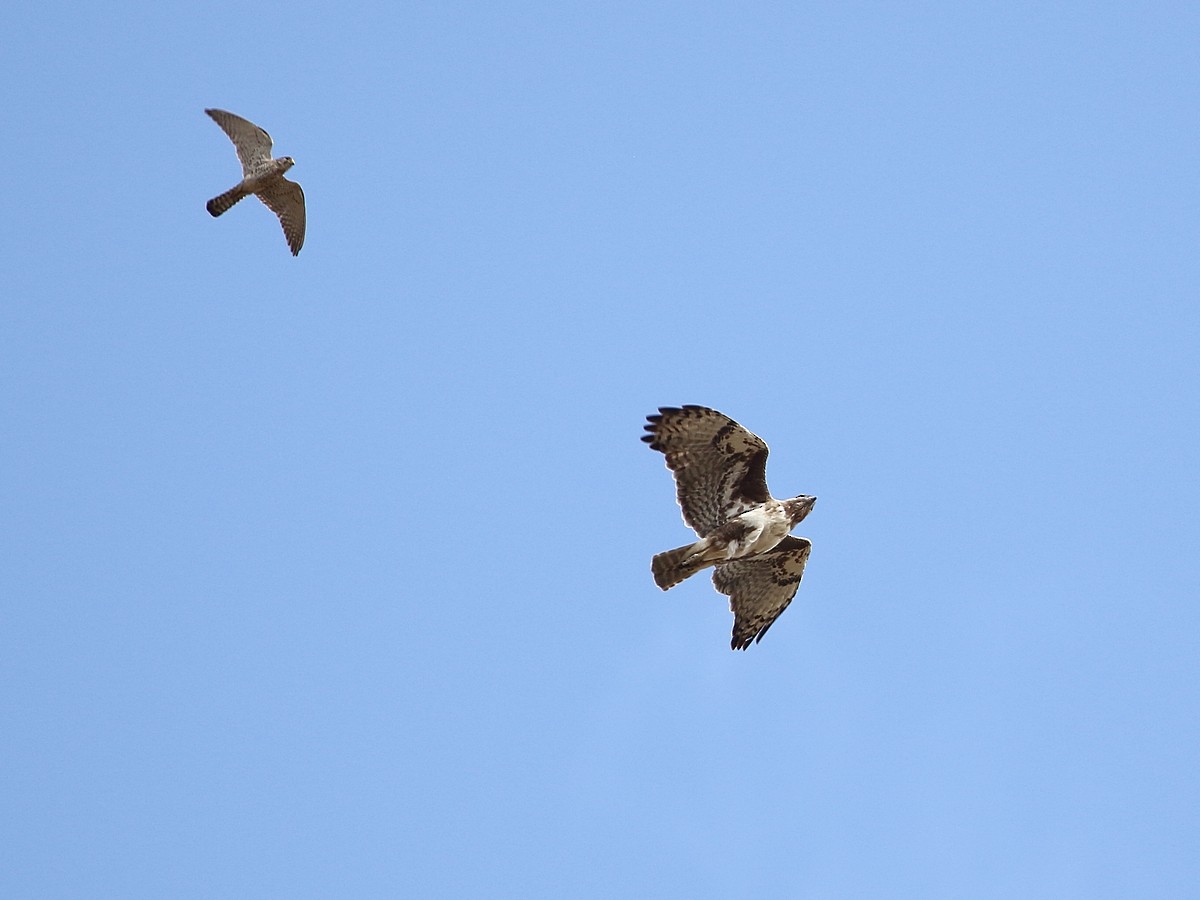 Madagascar Buzzard - ML611544752