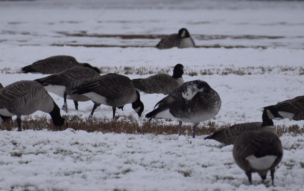 Snow x Cackling Goose (hybrid) - ML611544787