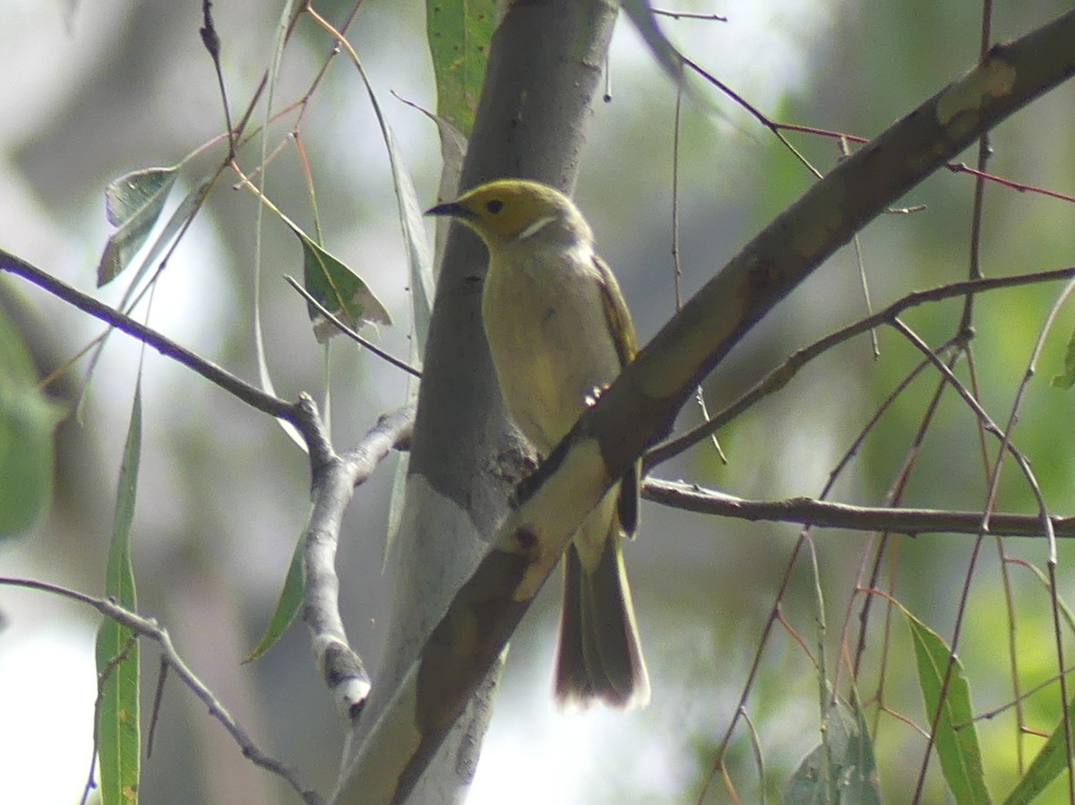 White-plumed Honeyeater - ML611544796