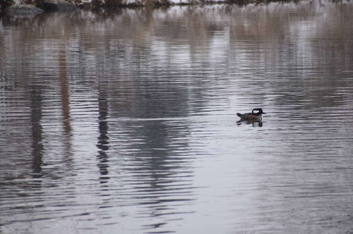 Hooded Merganser - ML611544825