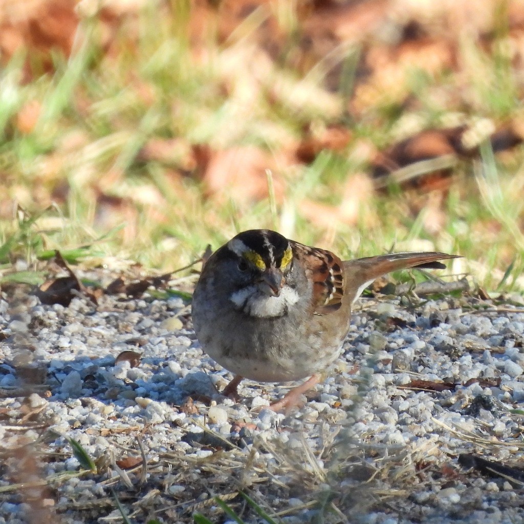 White-throated Sparrow - ML611544851
