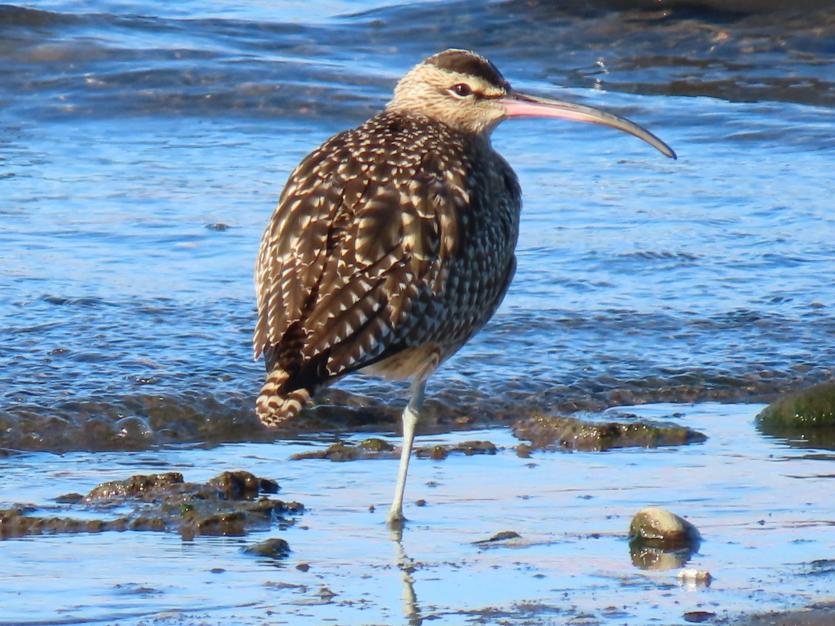 Whimbrel - ML611544882