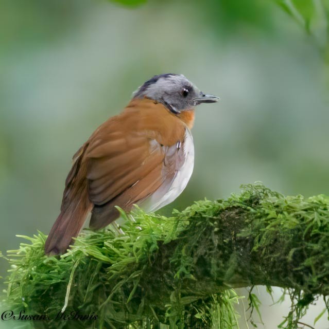 Red-throated Alethe - Susan Mac