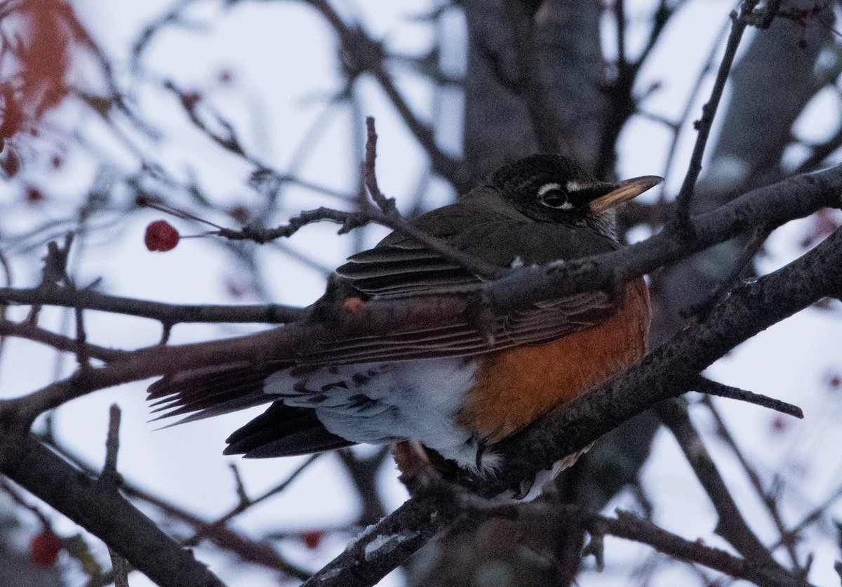 American Robin - ML611544915