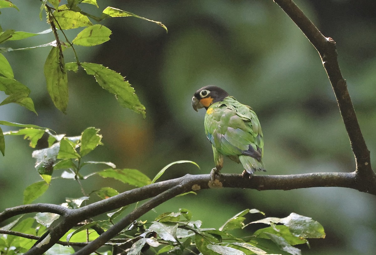 Orange-cheeked Parrot - ML611545005