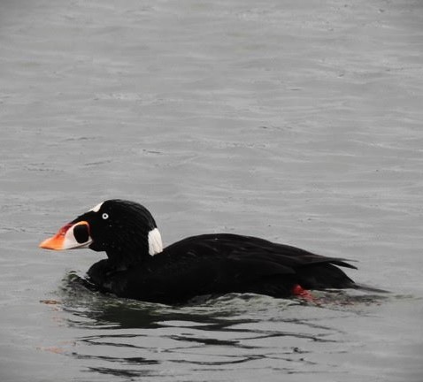 Surf Scoter - ML611545046