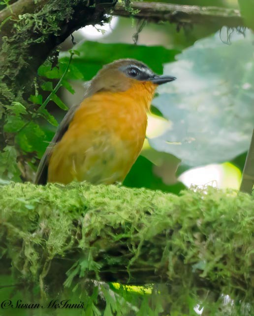 White-bellied Robin-Chat - Susan Mac