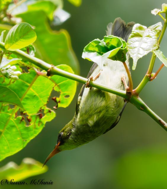 Gray-headed Sunbird - Susan Mac