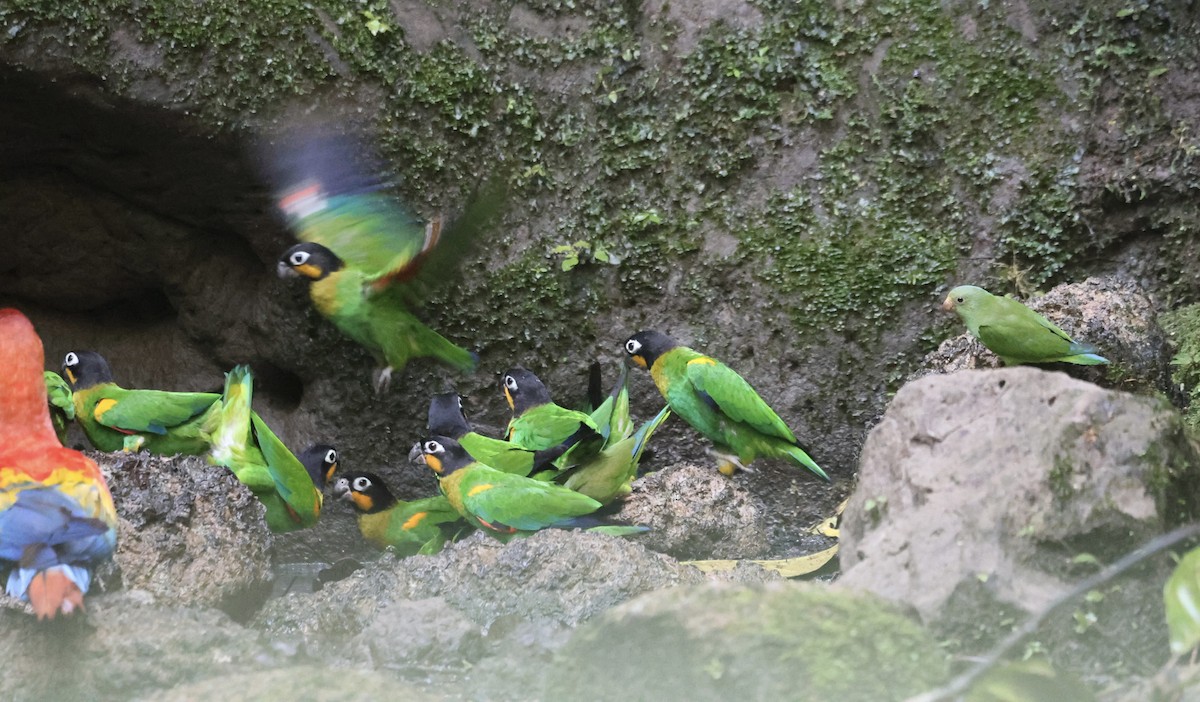 Orange-cheeked Parrot - ML611545240