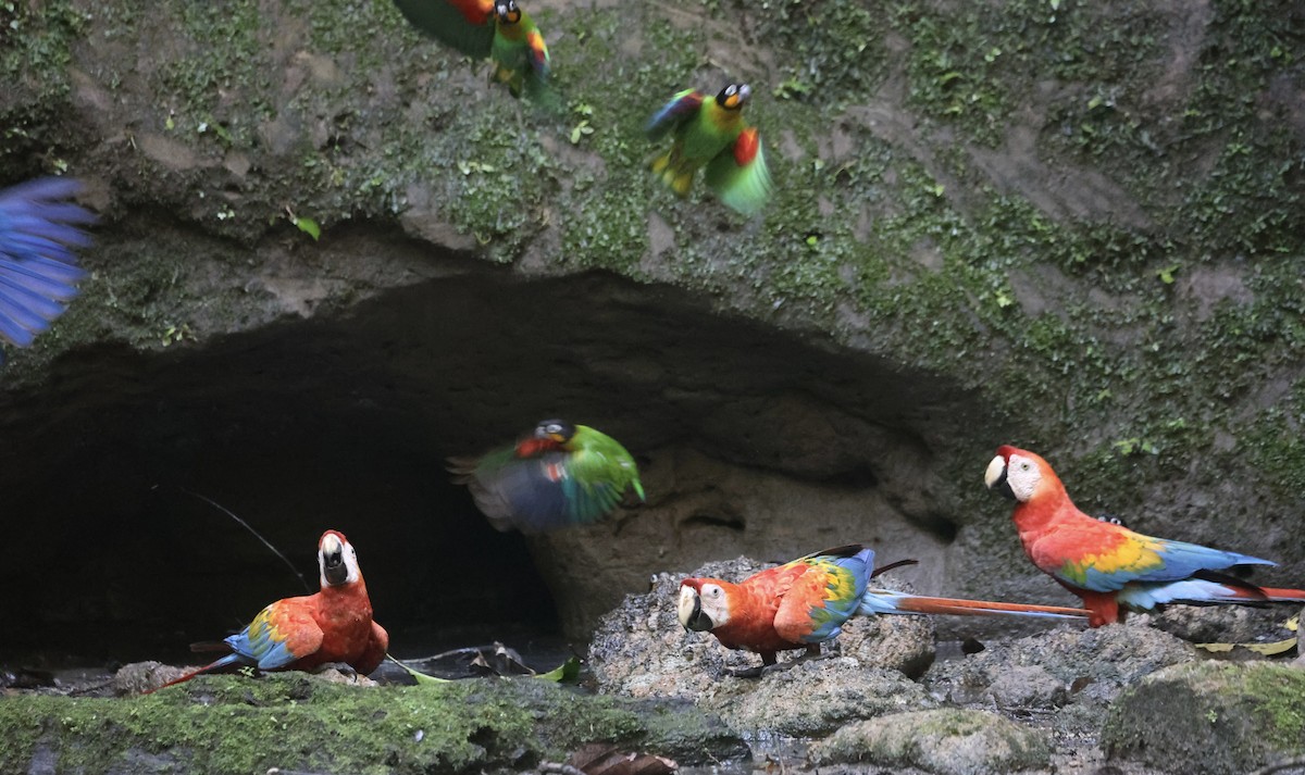 Orange-cheeked Parrot - ML611545287