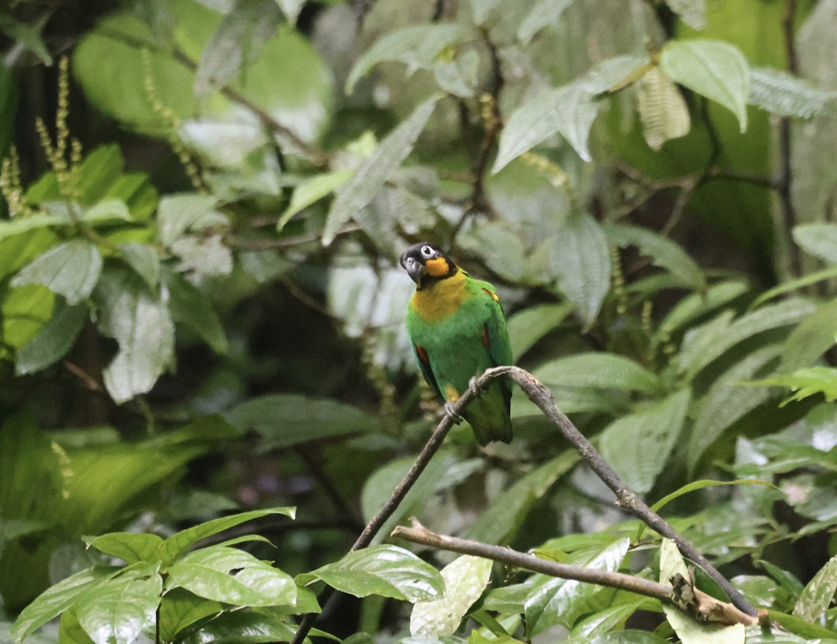 Orange-cheeked Parrot - ML611545331