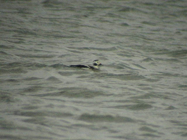 Long-tailed Duck - ML611545379