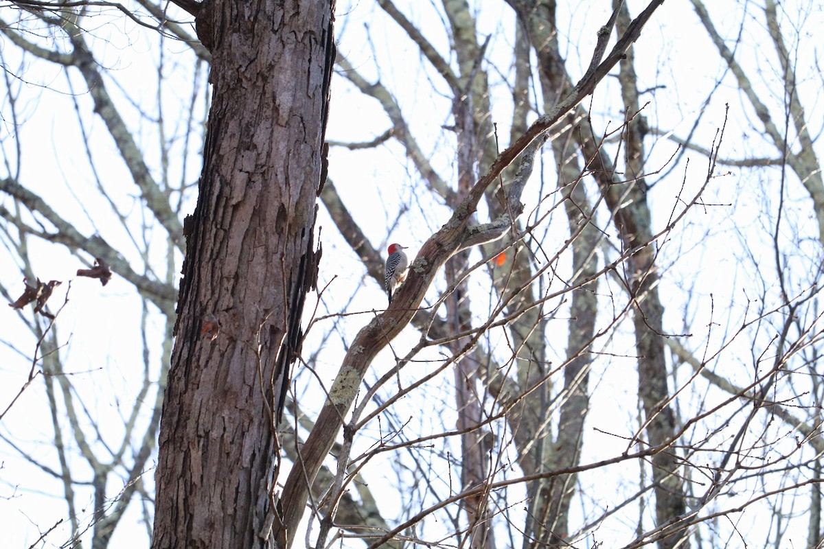 Red-bellied Woodpecker - ML611545387