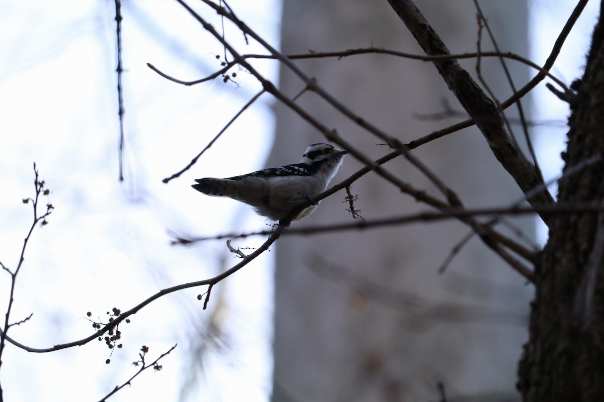 Hairy Woodpecker - Shiloh S