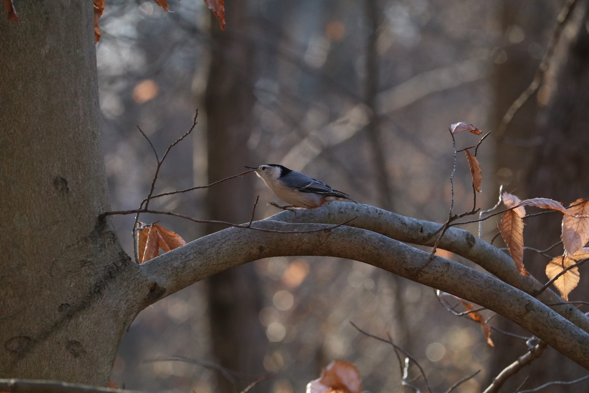 White-breasted Nuthatch - ML611545404