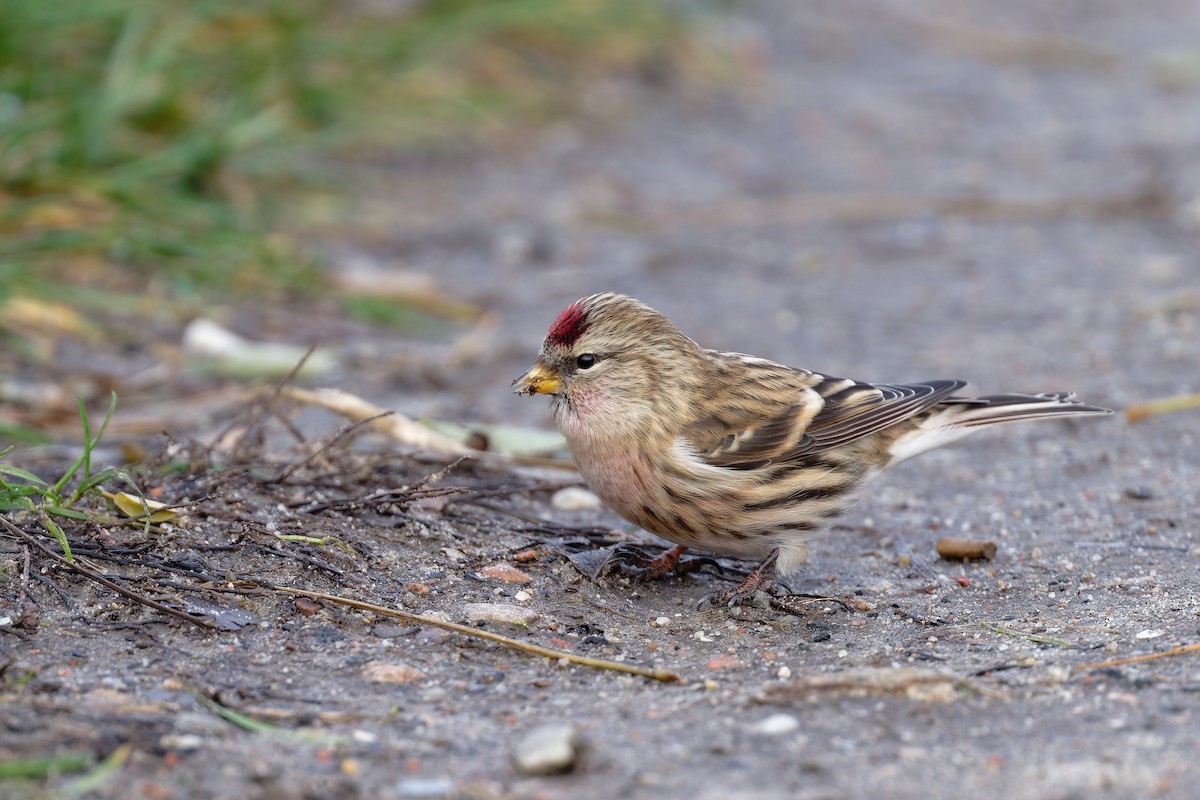 Redpoll - Andreas Stadler