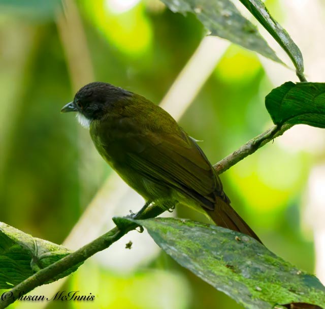 Red-tailed Greenbul - ML611545609