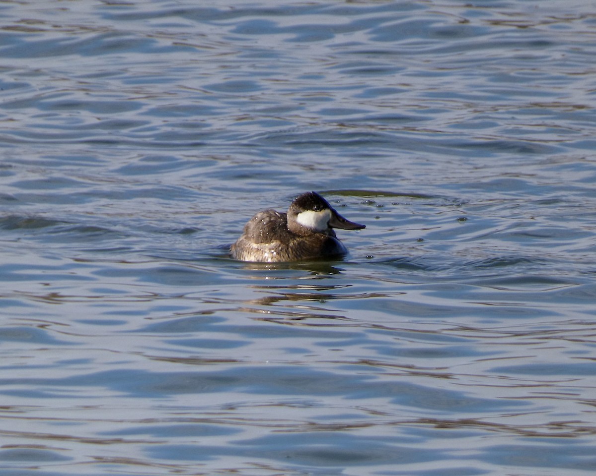 Ruddy Duck - ML611545684