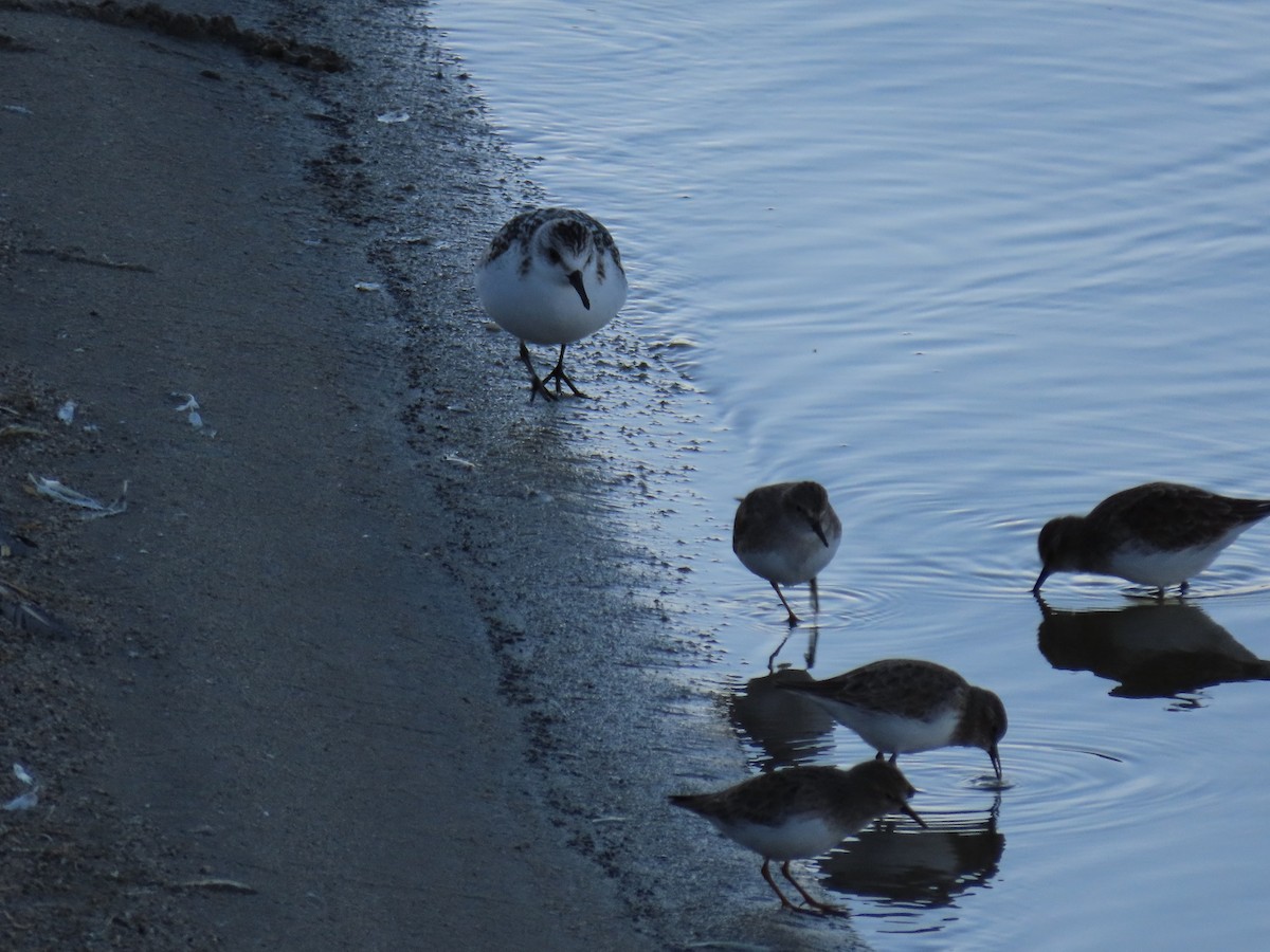 Bécasseau sanderling - ML611545686