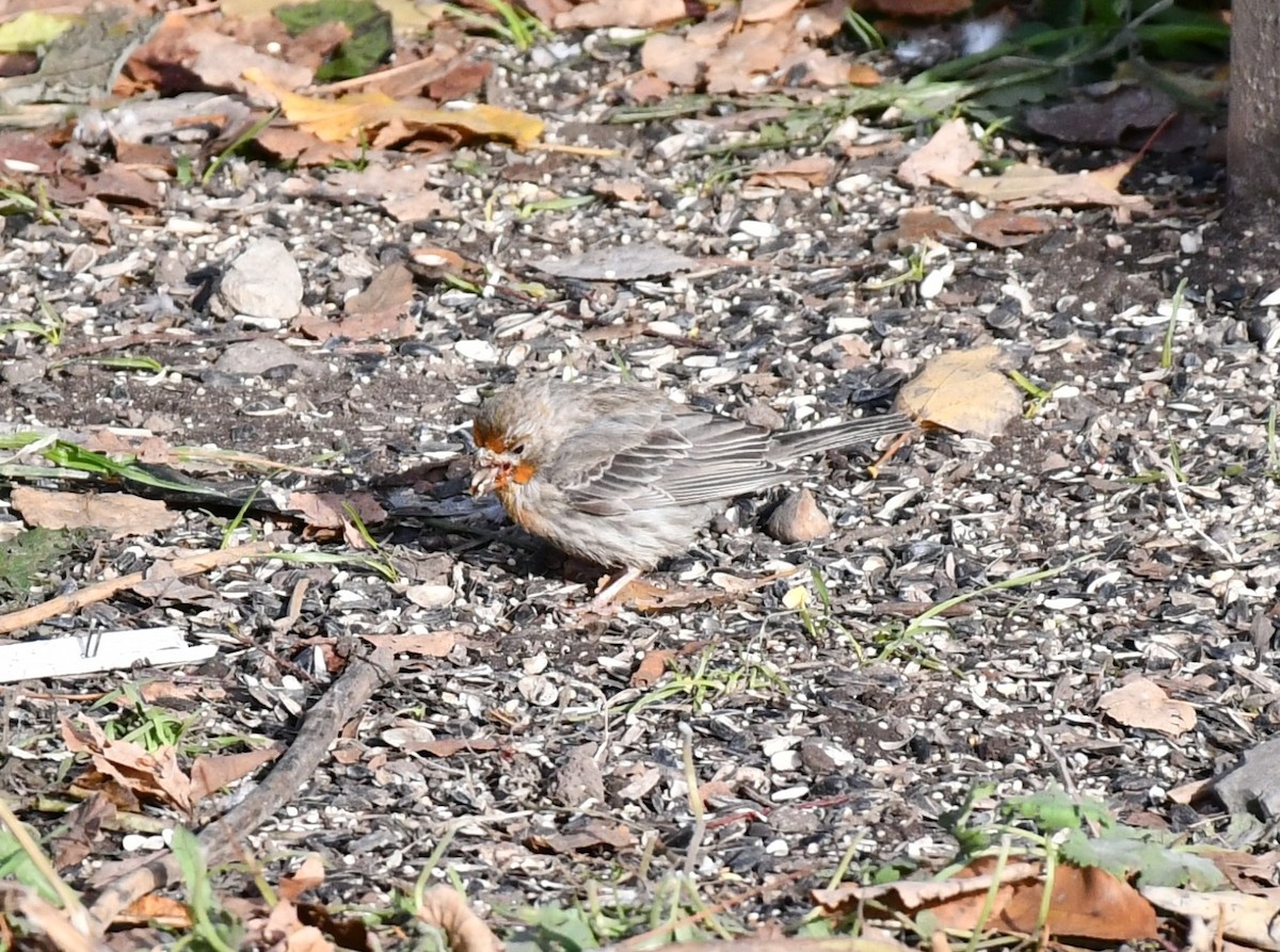 House Finch - ML611545814