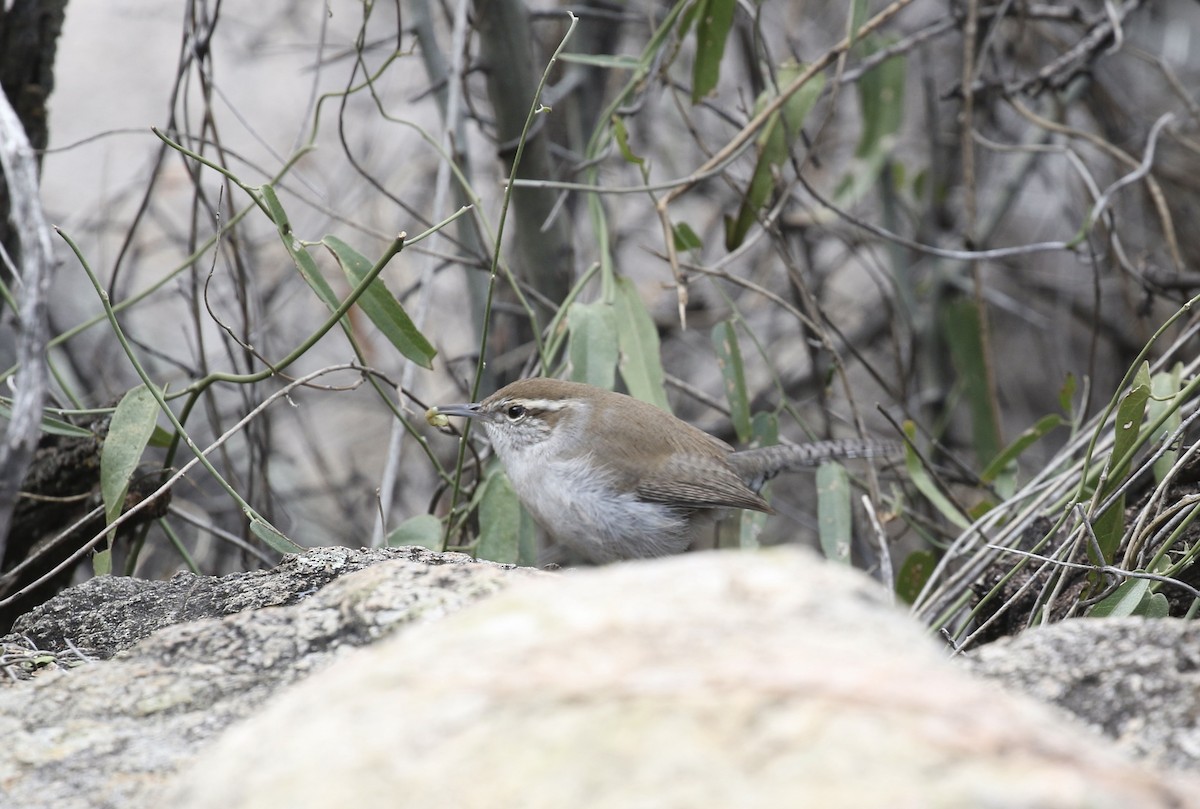 Bewick's Wren - ML611545934