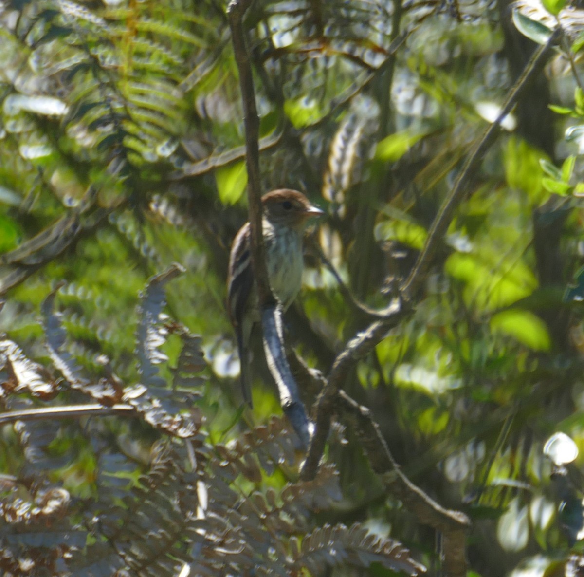 Bran-colored Flycatcher - ML611545968