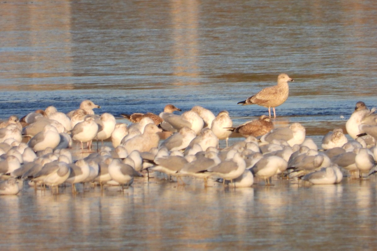 Glaucous Gull - Marc antoine Lafrance