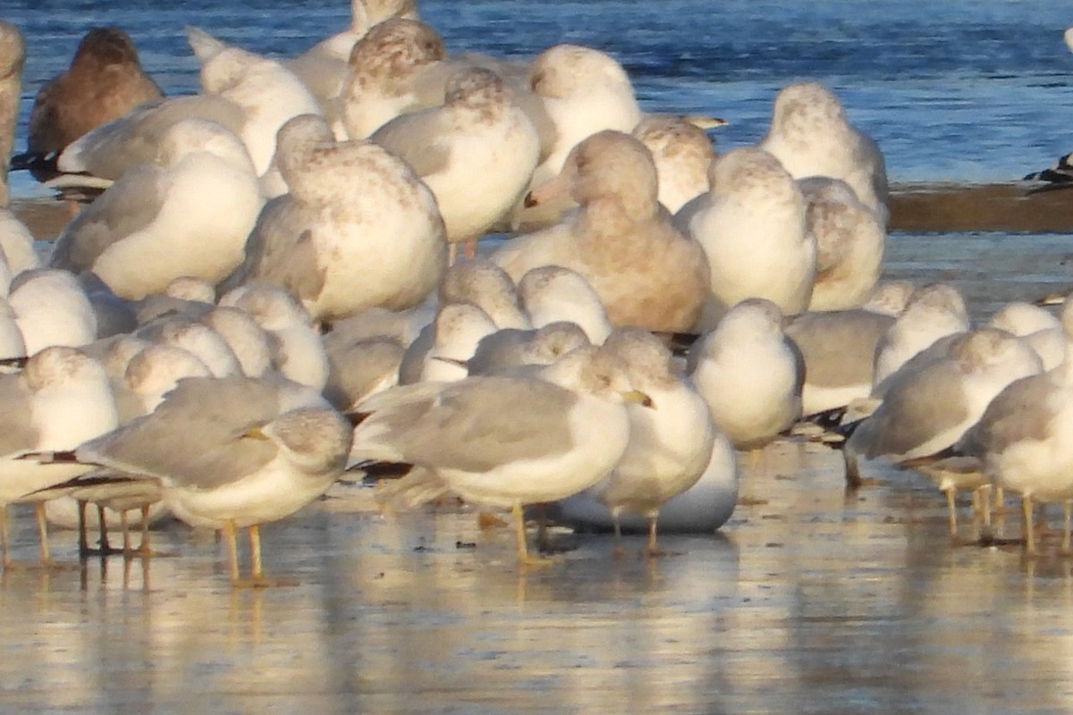 Glaucous Gull - Marc antoine Lafrance